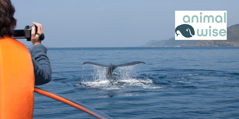 Webinar Turismo Responsable con Animales. Actividad on-line. 07/11/2025. Animal Wise